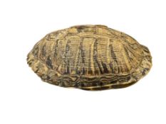 TURTLE SHELL TAXIDERMY