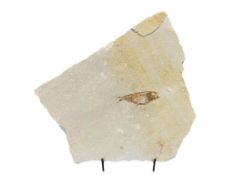 GREEN RIVER, WYOMING FISH FOSSIL FORMATION