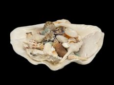 COLLECTION OF ASSORTED SEASHELLS, VARIOUS STYLES, COLORS, AND SIZES