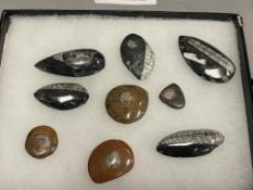 POLISHE STONE SEASHELL FOSSILS TOTAL OF NINE