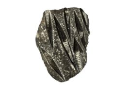 ORTHOCERAS FOSSIL REMAINS OF INVERTEBRATE CEPHALOPOD, SEMI-POLISHED FOSSIL BLACK AN GREY IN COLOR