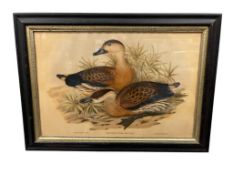 VINTAGE JOHN GOULD AND H.C. RICHTER HAND COLORED LITHOGRAPH 