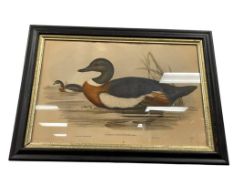 VINTAGE JOHN GOULD AND H.C. RICHTER HAND COLORED LITHOGRAPH 