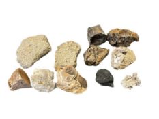 ELEVEN GEOLOGICAL SPECIMEN SAMPLES PETRIFIED WOD, QUARTZ, FOSSIL ROCK, AND MORE