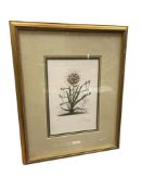 SALVADOR DALI REPRODUCTION LIMITED EDITION BOTANICAL PRINT DESERT CACTUS NO. 163/350