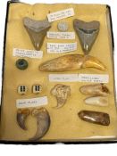 ANTIQUE AND PREHISTORIC SHARK TOOTHS, LYNX CLAW, FOSSILIZED WALRUS TEETH, BEAR CLAWS, BEAR TOOTH