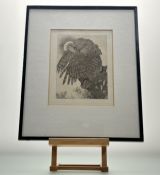 Edward Julius Detmold (British 1833-1957), The Falcon 1904, etching, in a glazed frame. (22cmx17cm)