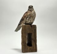Simon Griffiths (British, b. 1971), Kestrel, stoneware, mounted on a wooden base. Height overall