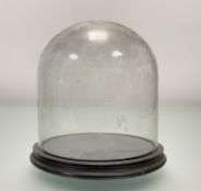 A Glass Dome display case, with ciruclar base. (h-21cm w-18cm)