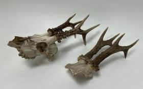 A pair of small red deer antlers (l. 27cm), together with a pair of buck antlers and scull (l. 35cm)