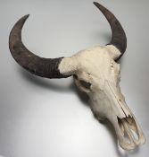 A Water Buffalo / Babulus Bubalis skull, with horns. (66cmx82cmx20cm)