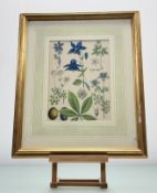 A collection of four prints after 19thc botanical illustrations, each one depicting various floral