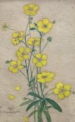 Y Katherine “Kate” Cameron R.S.W., R.E. (Scottish, 1874-1965), Buttercups, signed lower left,