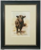 Mandy Shepherd (b. 1960) watercolour - Angus Bull, signed, 38cm x 28cm, glazed frame, Tryon Gallery