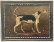 English School, oil on panel - A Foxhound, 22cm x 31cm, in Hogarth frame