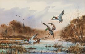 James Killen "Pitching-In" Mallard Watercolor
