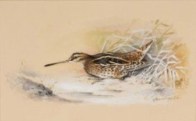 ‡ GORDON BENINGFIELD (1936-1998) watercolour - a snipe wading at waters edge, signed, 15 x 24cms