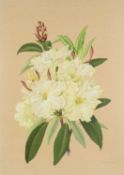‡ D. BOVEY watercolour - a bunch of rhododendrons, signed, 49 x 35cms Provenance: private collection