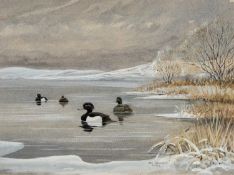 ‡ VAL BENNETT (b. 1923) watercolour - entitled verso, 'Tufted Duck on a Winter's Day' signed and