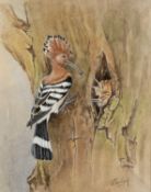 ‡ VALERIE SHIRLEY (20th century British) watercolour - entitled verso, 'Hoopoe and Young', signed,