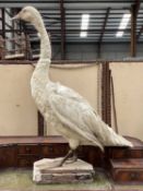TAXIDERMY MODEL OF MUTE SWAN, on shaped base, 117cms (h) Comments: dust soiled, feathers damaged,