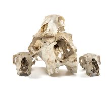 FOUR ANIMAL SKULLS, including three small sheep's skulls, and a larger skull of perhaps camel,