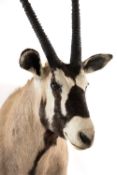 THE NATURAL HISTORY CLUB HOUSE: TAXIDERMY female Gemsbok trophy shoulder mount, 154cms (h)
