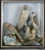 THE NATURAL HISTORY CLUB HOUSE: TAXIDERMY DISPLAY OF BIRDS, including nightjar, sparrowhawk, barn