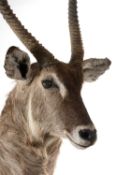 THE NATURAL HISTORY CLUB HOUSE: TAXIDERMY male Waterbuck trophy shoulder mount, 150cms (h)