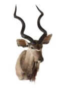 THE NATURAL HISTORY CLUB HOUSE: TAXIDERMY male Kudu trophy shoulder mount, chest to top of head