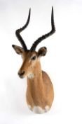 THE NATURAL HISTORY CLUB HOUSE: TAXIDERMY male Impala trophy shoulder mount, 97cms (h) Provenance: