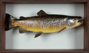 THE FISHING CLUB HOUSE: BOX FRAMED RESIN SALMON, 35 (h) x 61 (w) x 19cms (d) Provenance: private