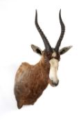 THE NATURAL HISTORY CLUB HOUSE: TAXIDERMY male Blesbok trophy shoulder mount, 97cms (h)