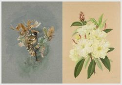 ‡ D. BOVEY watercolour - a bunch of rhododendrons, signed, 49 x 35cms, framed and glazed, GEORGE ROE