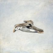 ‡ DAVID COWDRY oil on panel - puffin in flight, signed and dated 1994