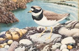 ‡ CHARLES FREDERICK TUNNICLIFFE OBE RA (1901-1979) watercolour - coastal wading bird, the plover