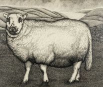 ‡ SEREN BELL (b.1950) large pen and ink - study of a standing Welsh Mountain Sheep, entitled 'Tinsy'