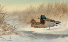 ‡ COLIN W. BURNS (b.1944) oil on board - entitled verso, 'Mallard' on Mandell's Gallery label,