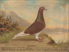 ANDREW BEER (1862-1945) oil on canvas - 'All Alone', racing pigeon portrait of the Red Pied Hen NU.
