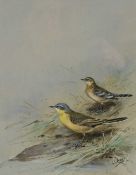 GEORGE EDWARD LODGE (1860-1954) gouache - entitled verso, 'Blue-Headed Wagtails', signed, 27 x 21cms