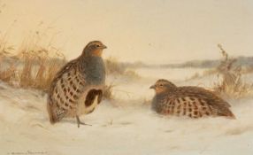 ‡ COLIN W. BURNS (b.1944) oil on board - entitled verso, 'English Partridge' on Mandell's Gallery
