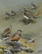 GEORGE EDWARD LODGE (1860-1954) gouache - entitled verso, 'Dotterel, Winter and Summer', signed,