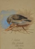 ARCHIBALD THORBURN (1860-1935) pencil and watercolour - entitled verso, 'Crossbill', signed, 18 x