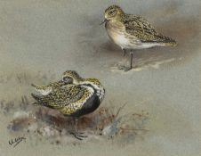 GEORGE EDWARD LODGE (1860-1954) gouache - entitled verso, 'Golden Plover, Winter and Summer',