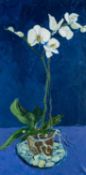 GWILYM PRICHARD oil on canvas - white orchid study with blue background, signed with initials, 78