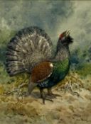 BRIAN RAWLING (British, b. 1931) watercolour - entitled verso 'Capercaillie'
