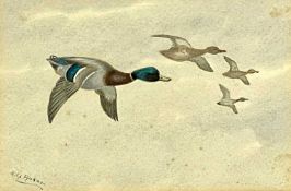PHILIP RICKMAN (British 1891-1982) watercolour - mallard ducks in flight, signed lower left