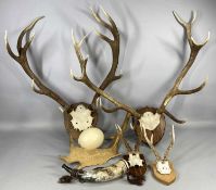 DEER ANTLER CRANIUM MOUNTS, comprising red deer pair, 60cms span, red deer pair, 74cms span