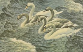 ‡ CHARLES FREDERICK TUNNICLIFFE OBE RA (1901-1979) print - four swans at sea, 39 x 59cms Provenance: