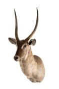 TAXIDERMY WATERBUCK, fine male trophy shoulder mount, 150cms (h)
